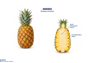 Fruit de l'Ananas